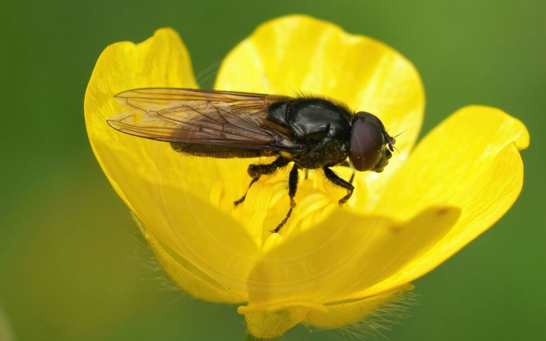 Hvidfodet Urtesvirreflue Cheilosia albitarsis