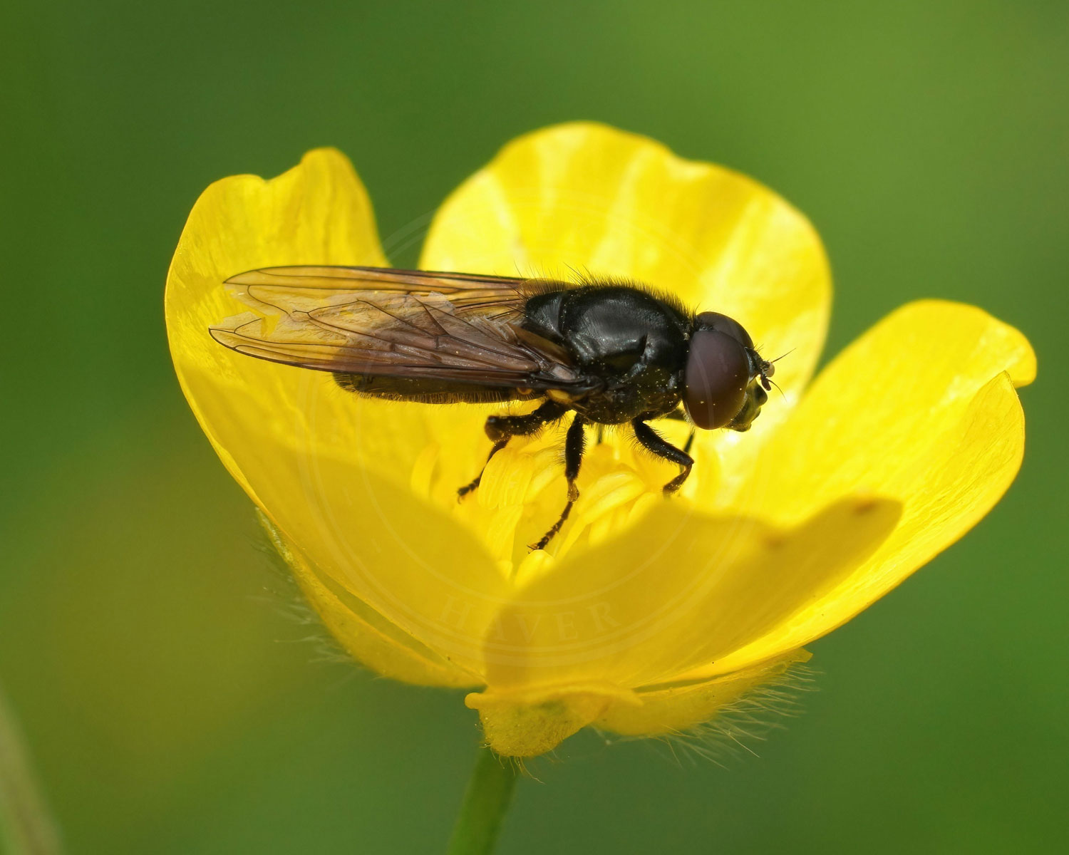 Hvidfodet Urtesvirreflue sidder i Ranunkel blomst (også kendt som Smørblomst)