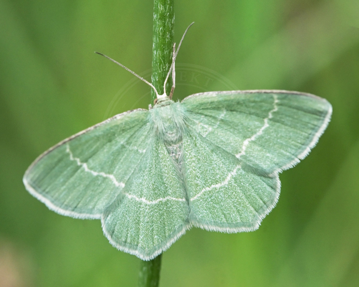Hvidgrøn Lundmåler sidder på blomsterstilk