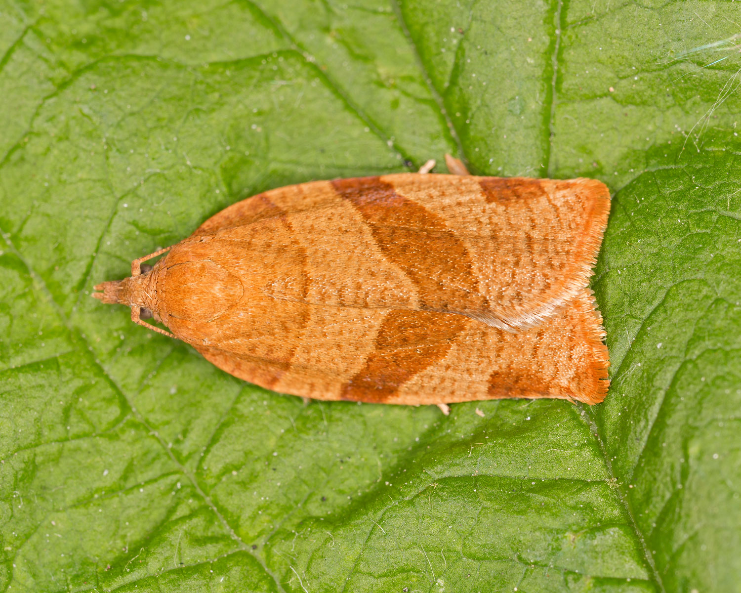 Hvidhovedet Bladvikler ses sidde på et blad