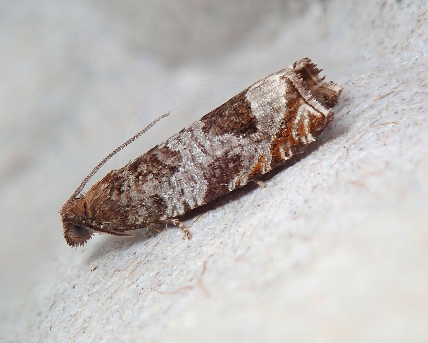 Hvidtjørnseglvikler sidder på et lyst stykke bark