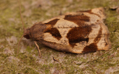 Hvidtjørnsommervikler Archips crataegana