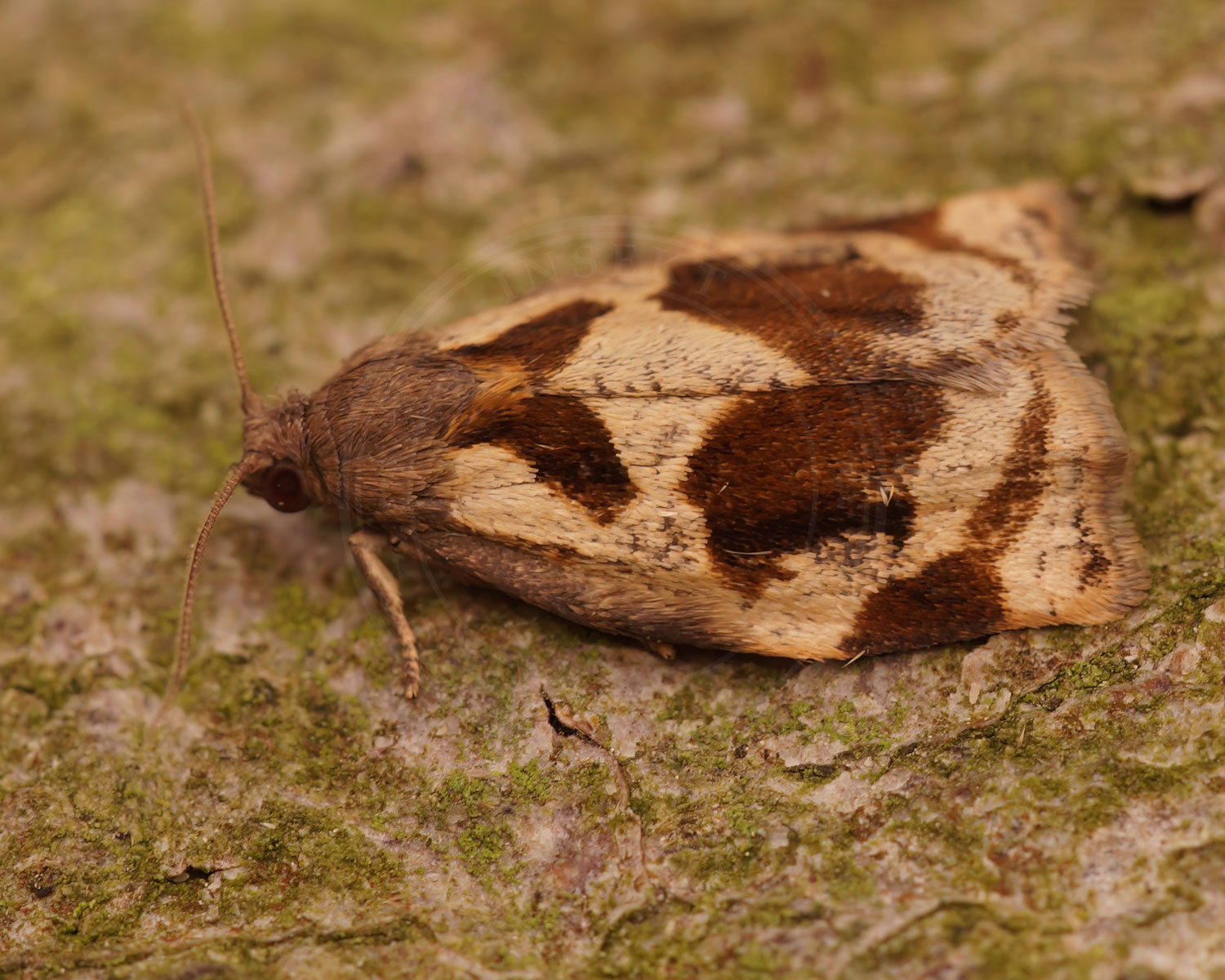 Hvidtjørnsommervikler sidder på et stykke bark