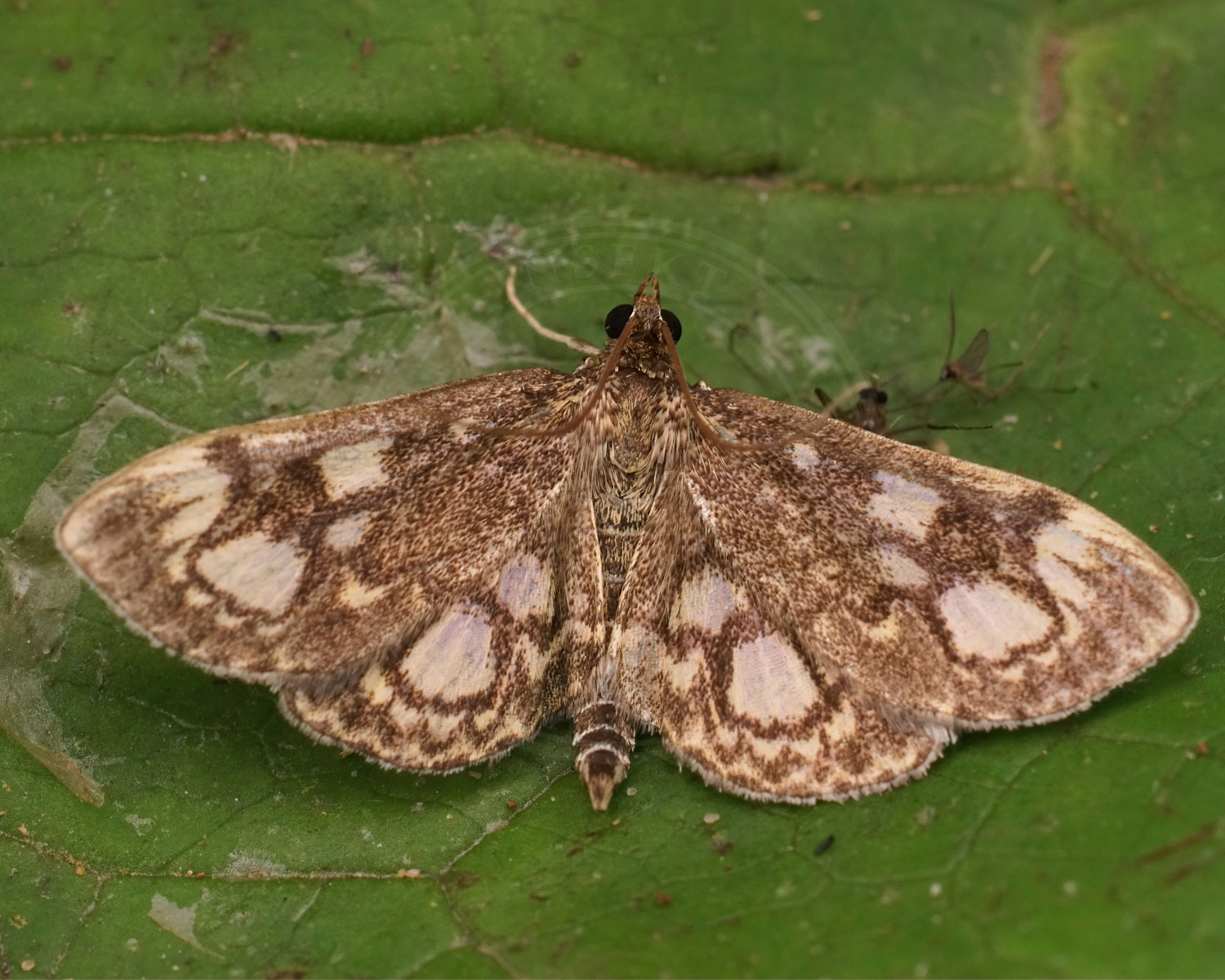 Hyldehalvmøl sidder på grønt blad