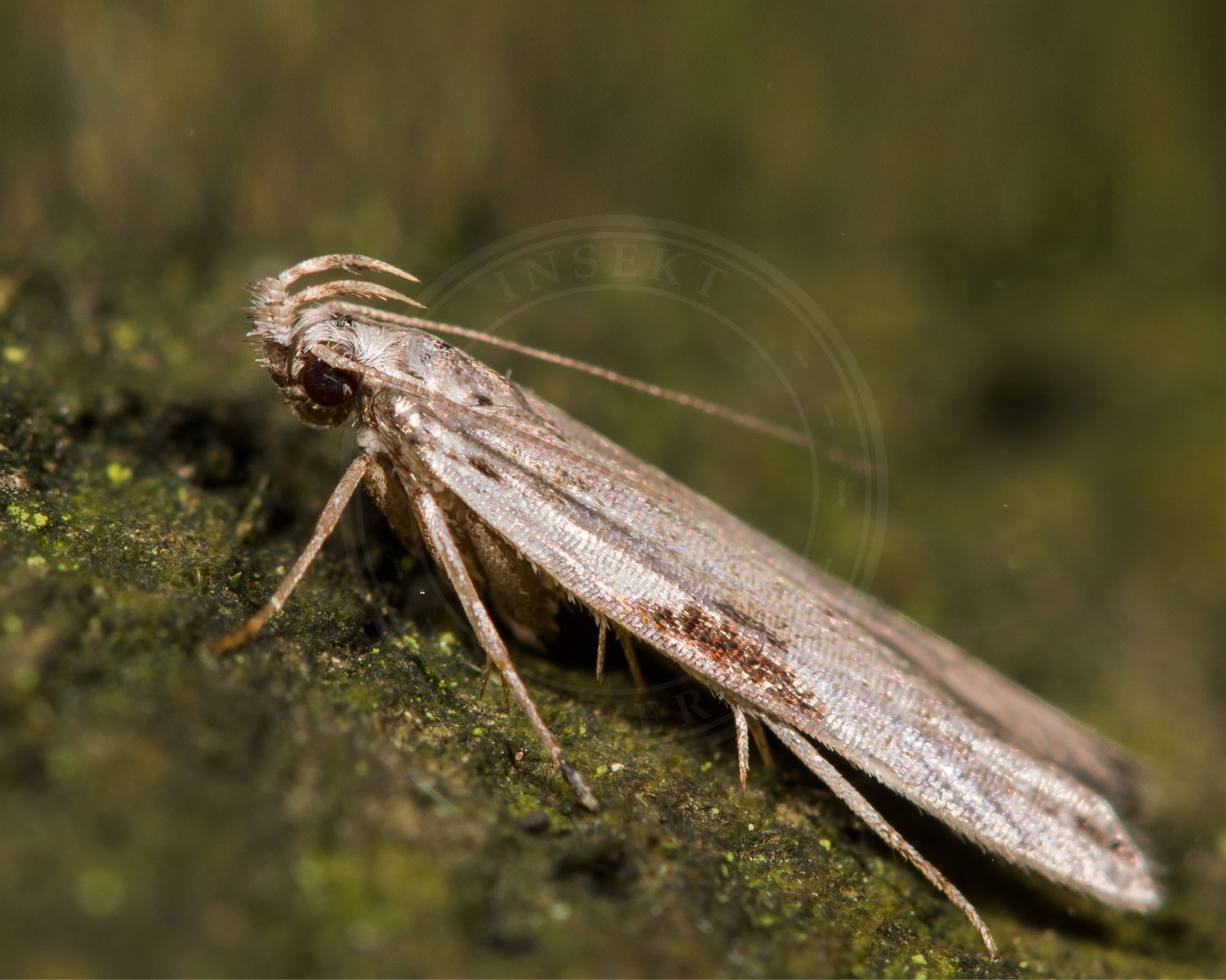 Hypatima rhomboidella sidder på grøn bark