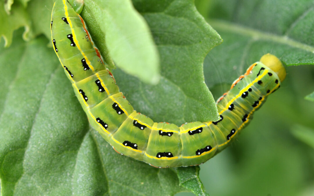 Kåbeugle Xylena exsoleta