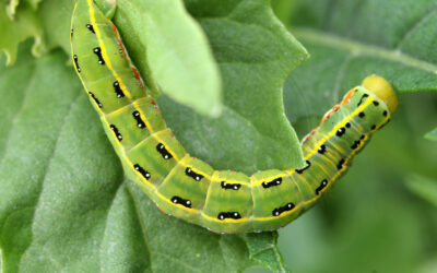 Kåbeugle Xylena exsoleta