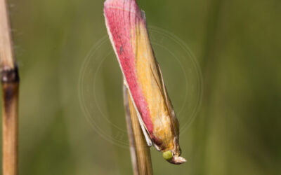 Kællingetandhalvmøl Oncocera semirubella