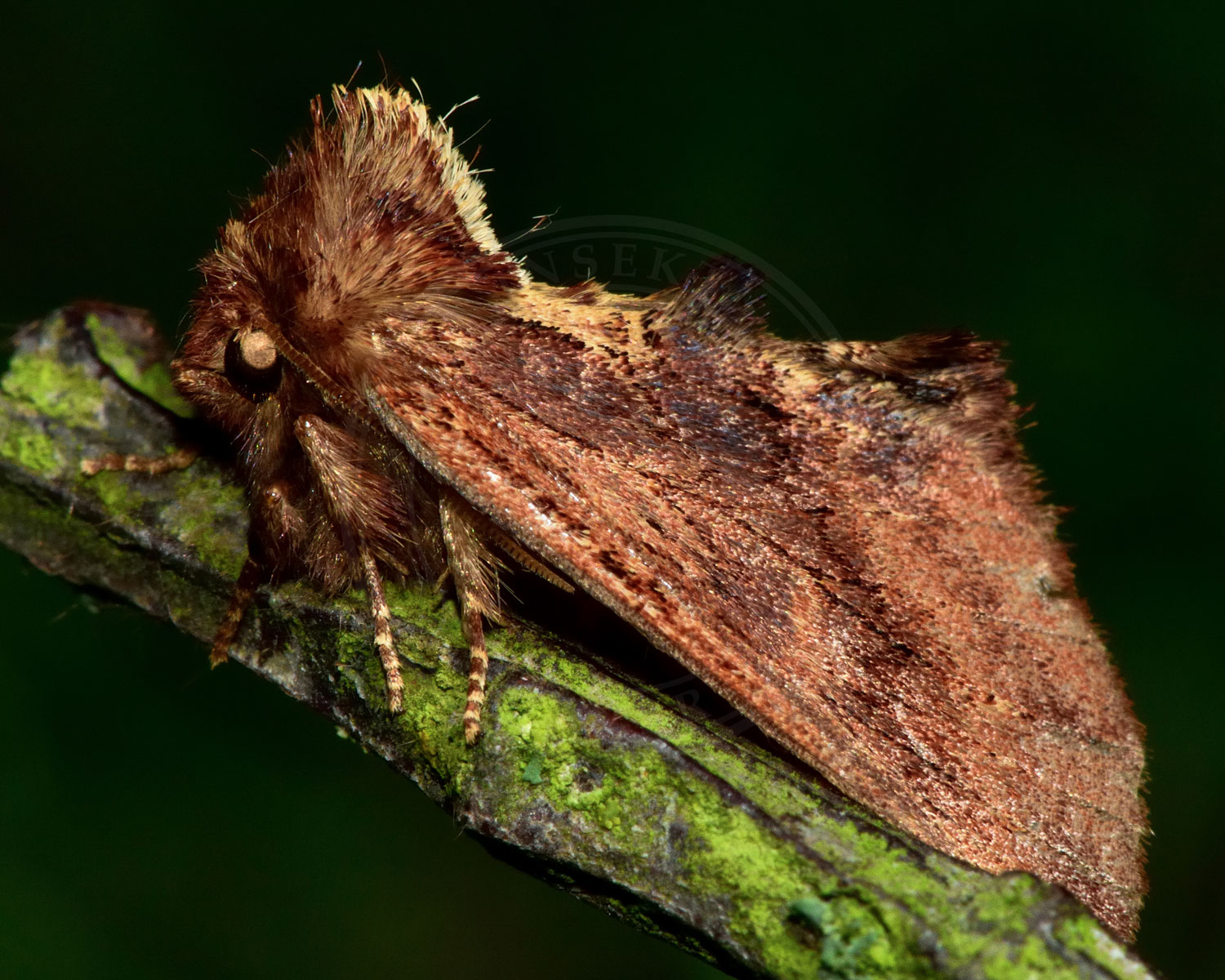 Kamelspinder sidder med siden til så man kan se dens "pukkel"