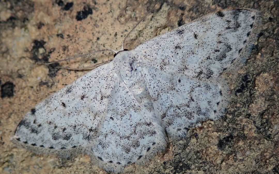 Kantpunktet Duskmåler Scopula marginepunctata