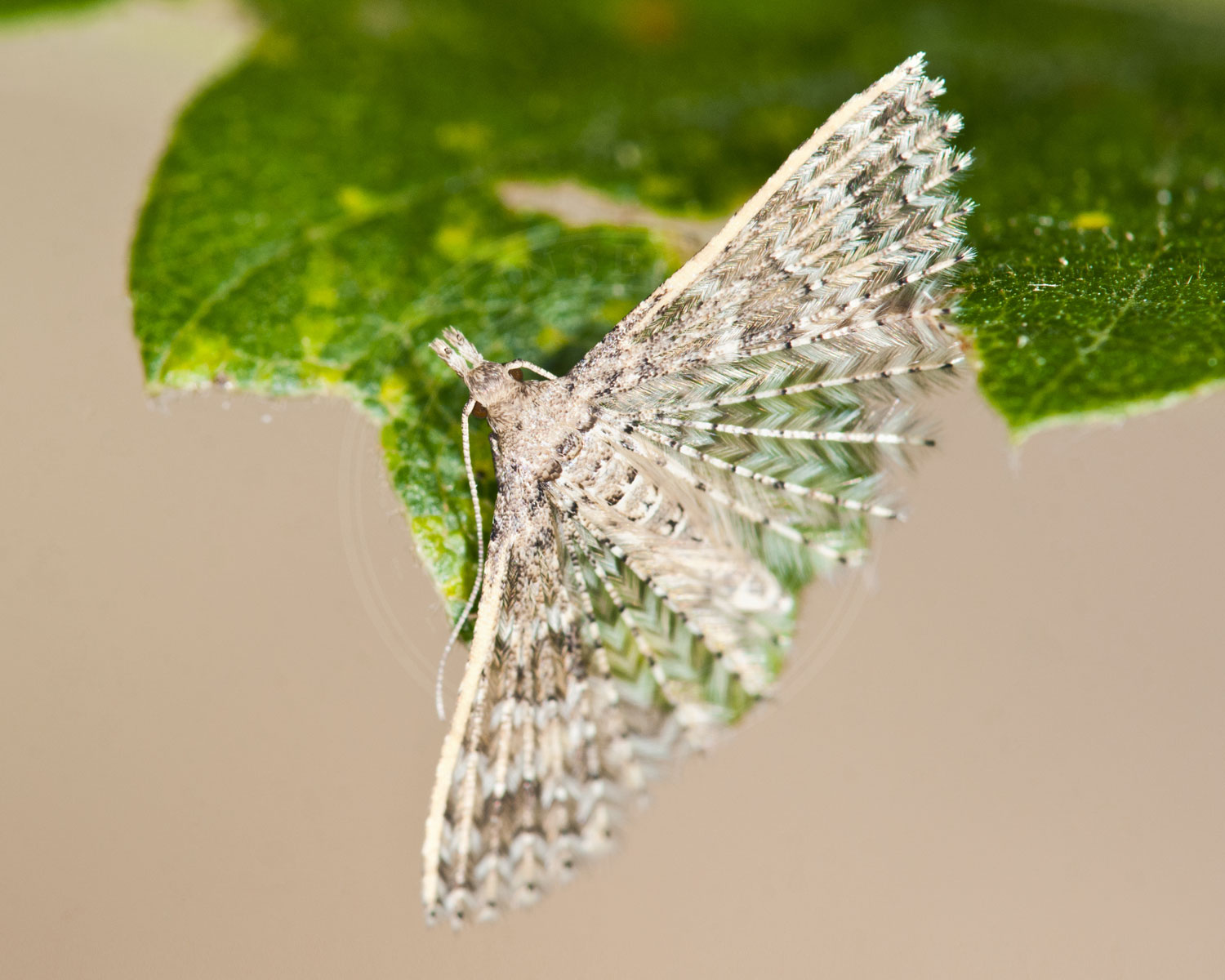 Kaprifoliefjermøl sidder så man kan se hvor meget vingerne minder om fjer