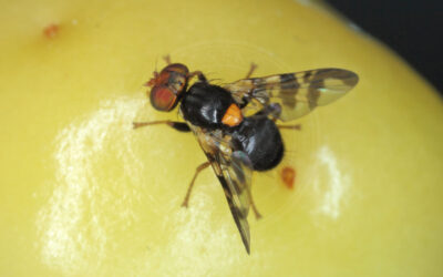 Kirsebærflue Rhagoletis cerasi