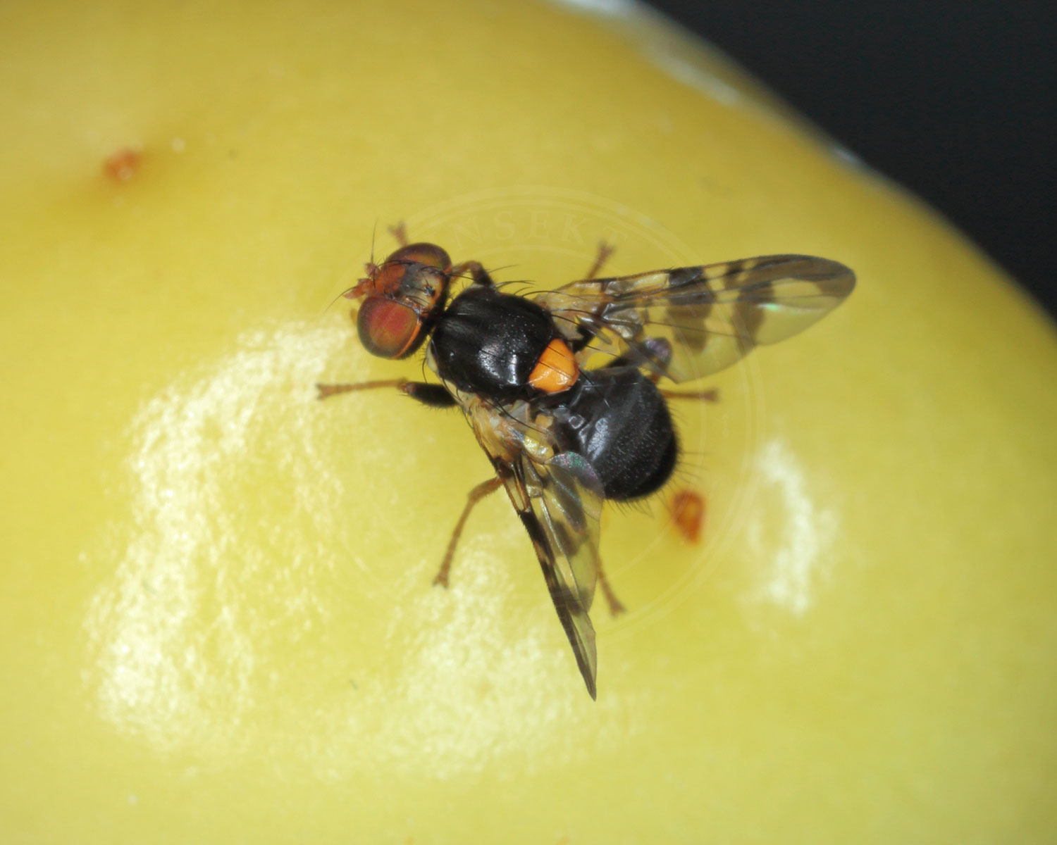 Kirsebærflue ses sidde på umodent kirsebær