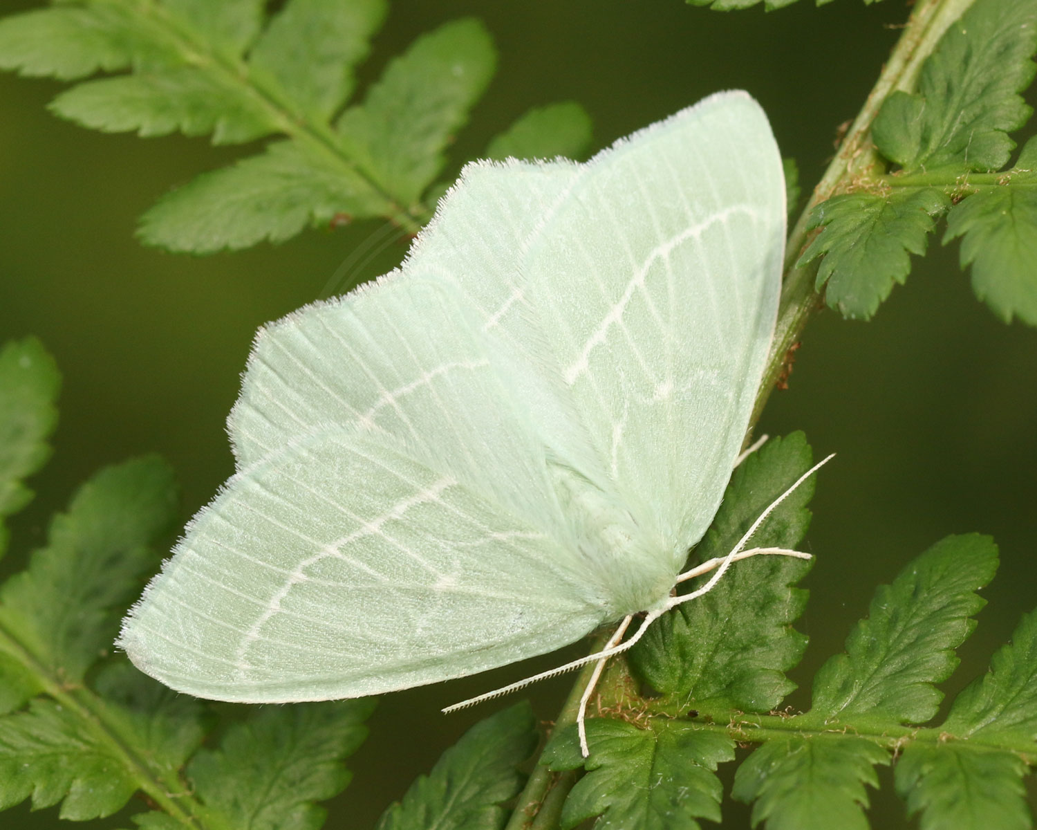 Klematisbladmåler sidder på gren med grønne blade