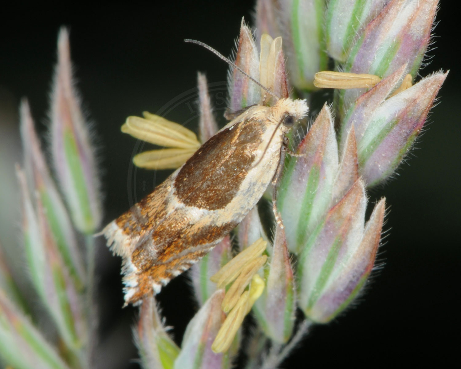 Kløverseglvikler sidder på græs