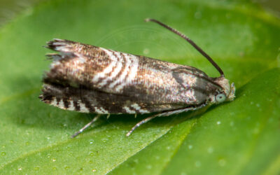 Kløvervikler Grapholita compositella