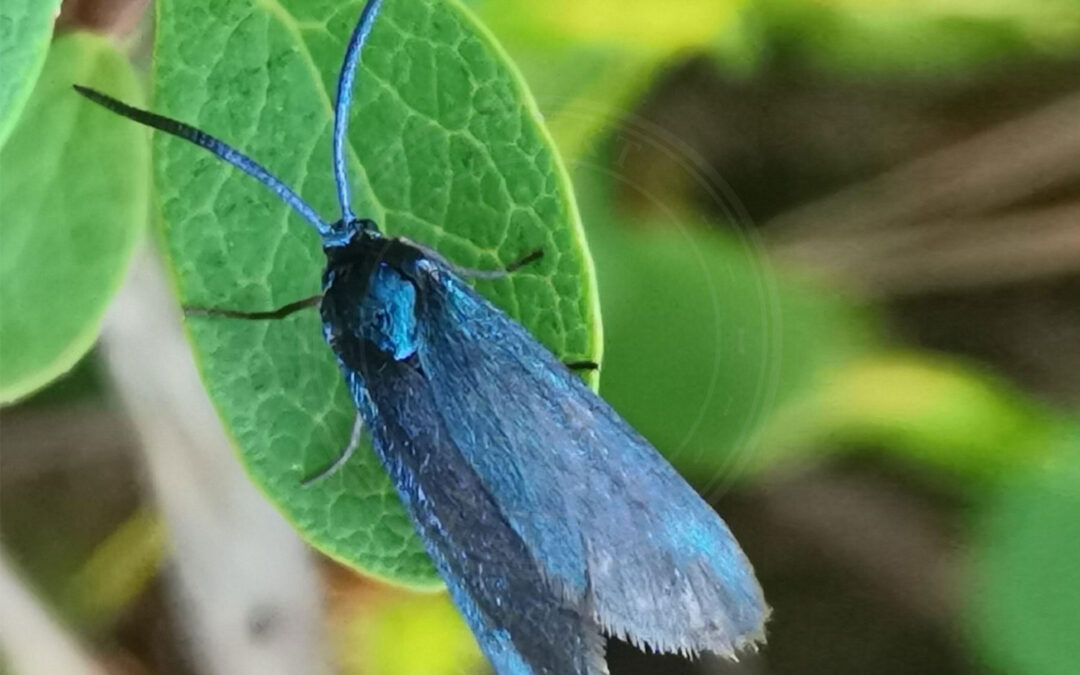 Kobberbrun Køllesværmer Rhagades pruni