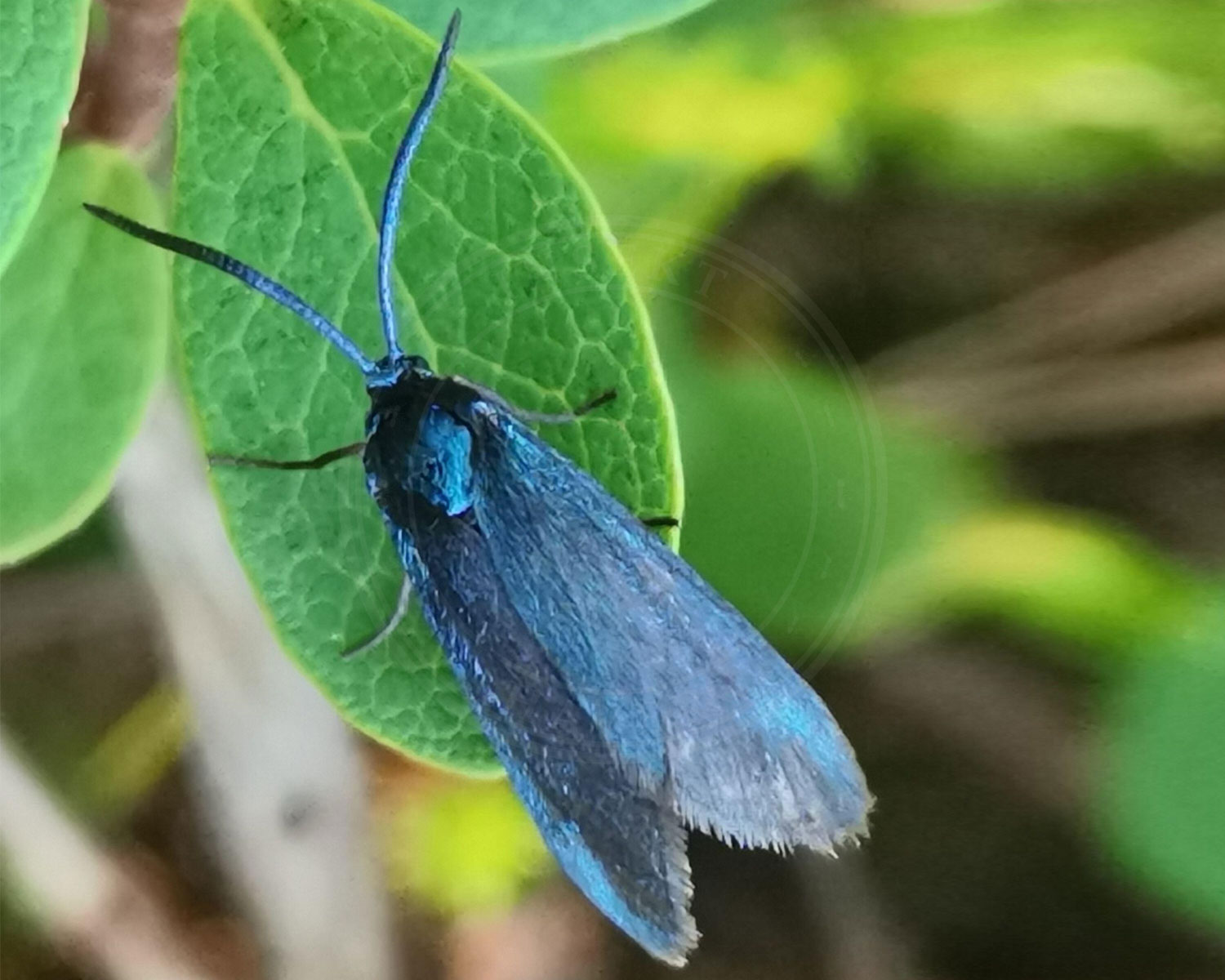 Kobberbrun Køllesværmer sidder på grønt blad