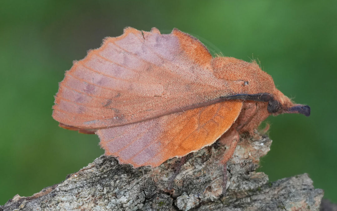 Kobberbrun Spinder Gastropacha quercifolia
