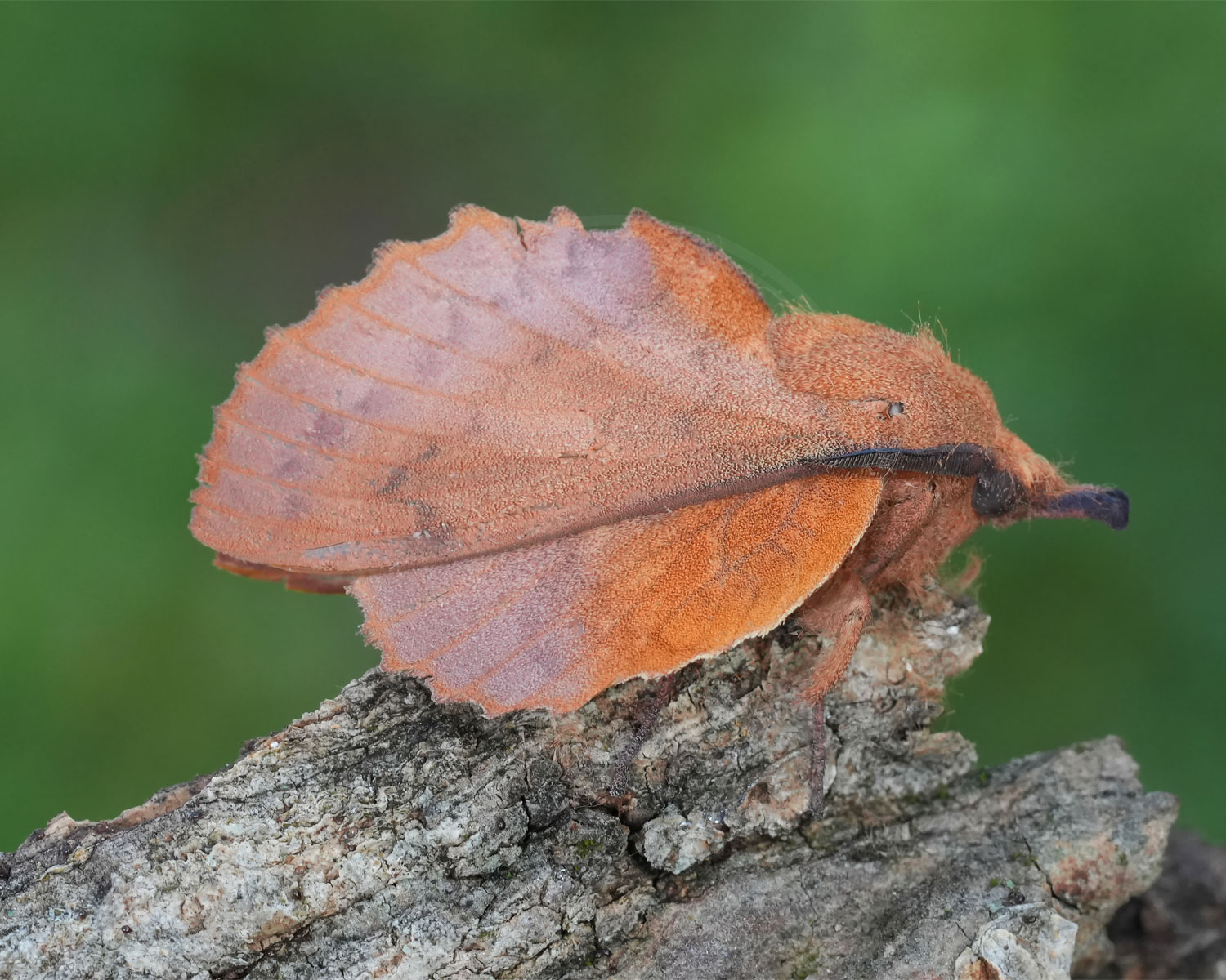 Kobberbrun Spinder sidder så man kan se den meget specielle form