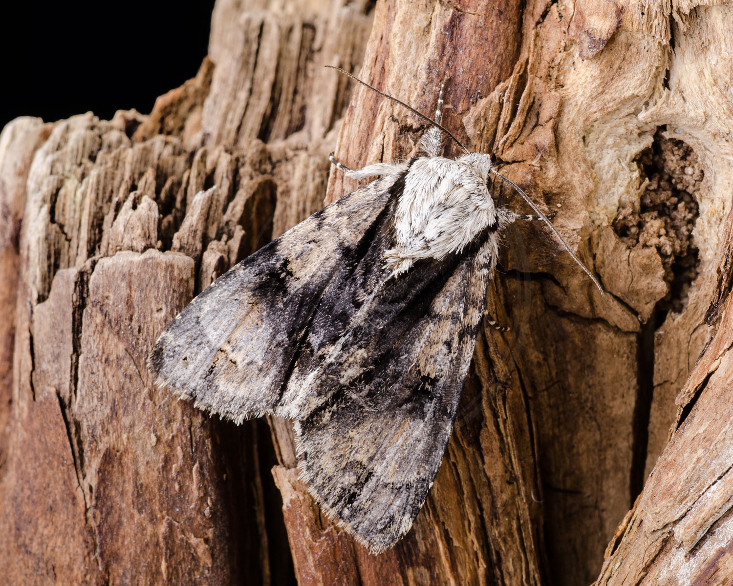 Kølleugle sidder på dødt ved