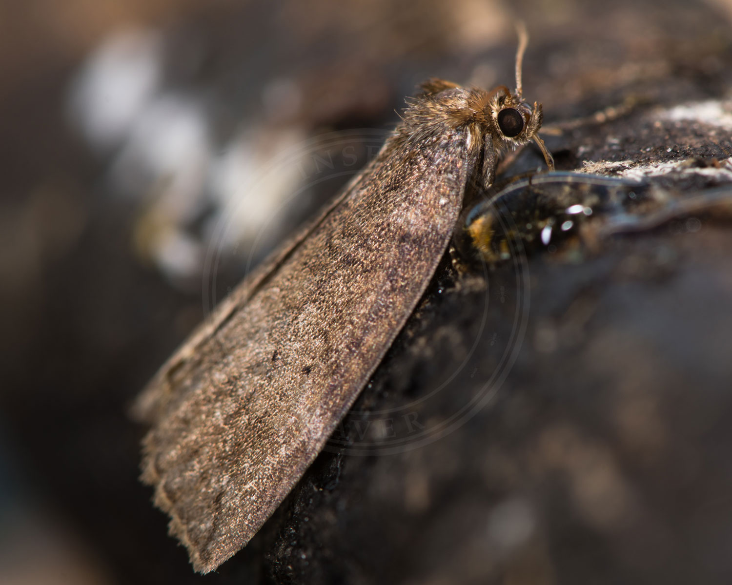 Kolon-Uglespinder sidder med siden til