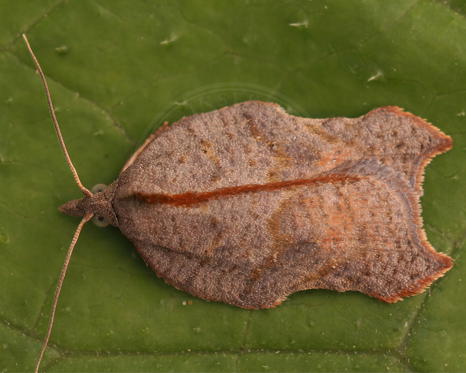 Konkav Pilevikler sidder på grønt blad