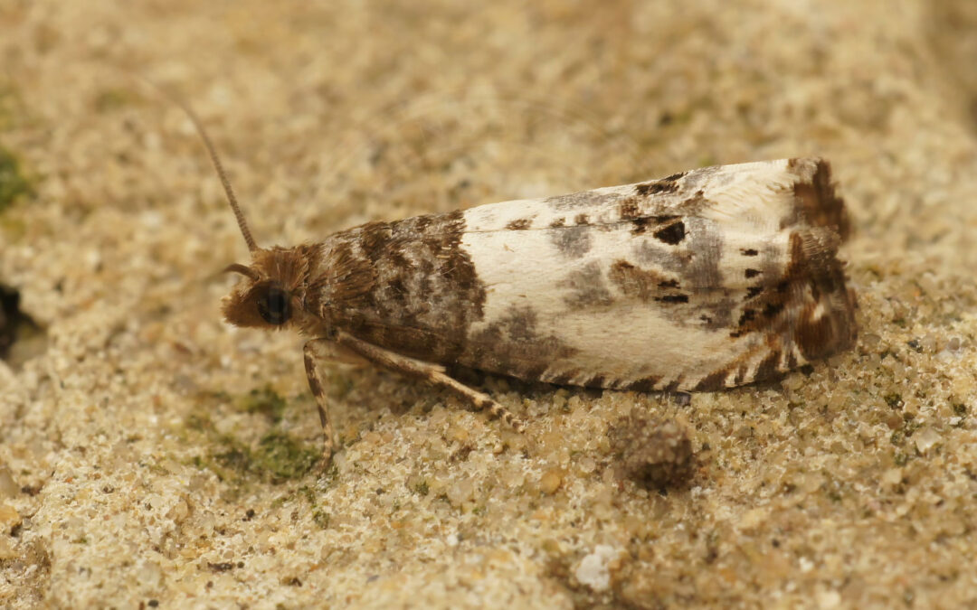 Kulturrosevikler Notocelia rosaecolana