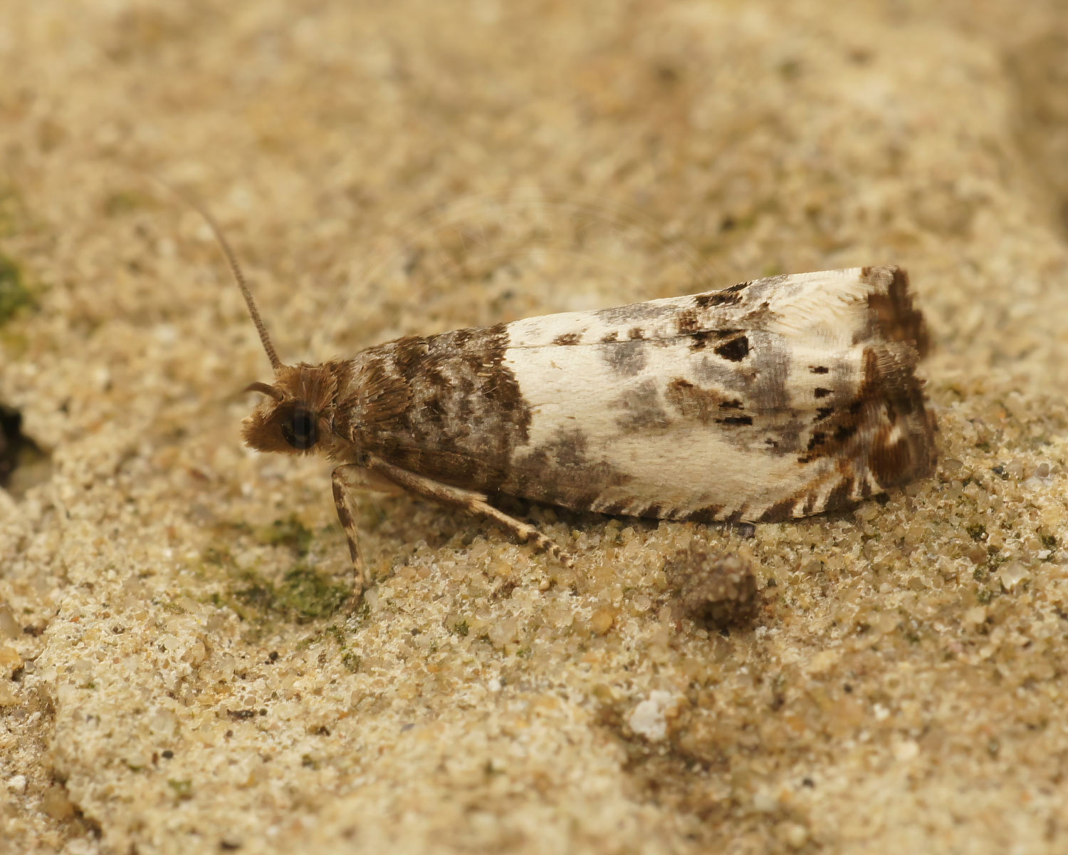 Kulturrosevikler sidder så man kan se de flotte hvide og brune aftegninger