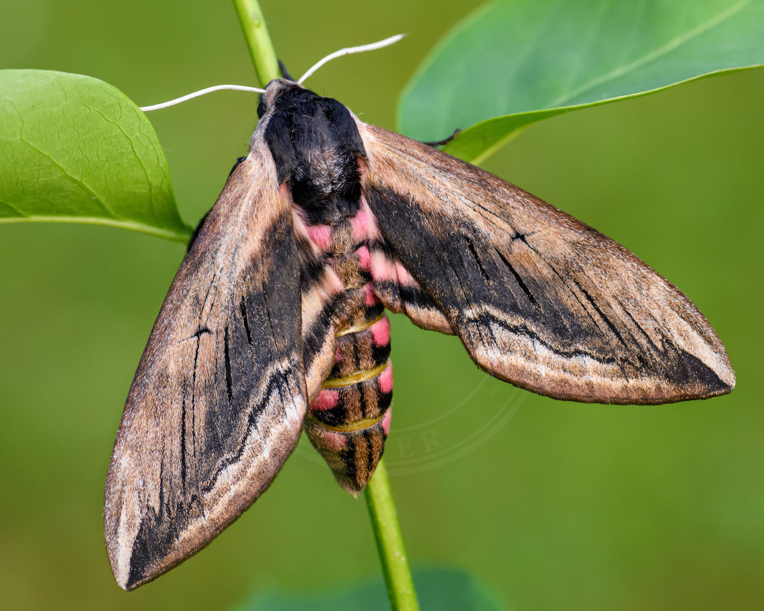 Ligustersværmer sidder så man kan se de flotte sorte og pink striber