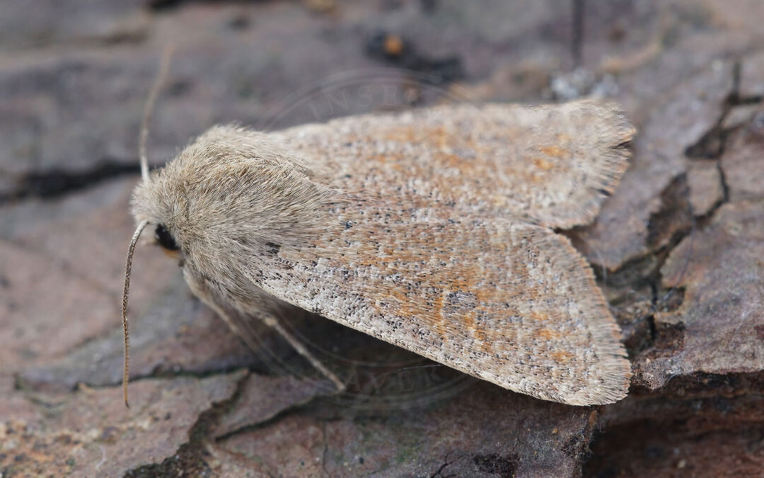 Lille Forårsugle – Orthosia cruda