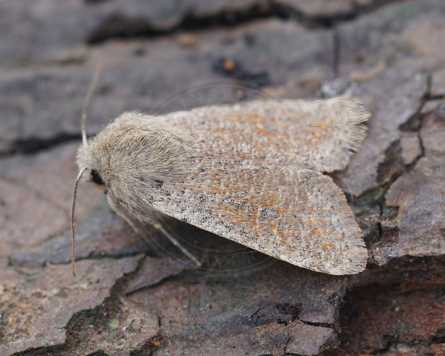 Lille Forårsugle sidder på bark