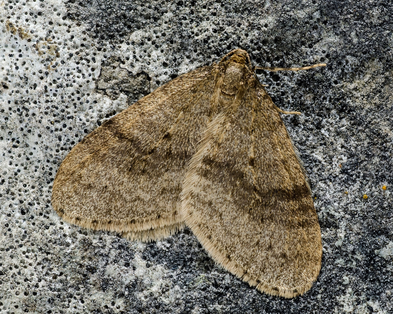 Lille Frostmåler sidder på træstamme