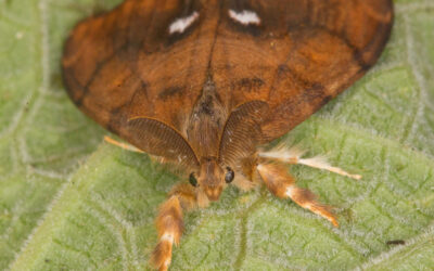 Lille Penselspinder Orgyia antiqua