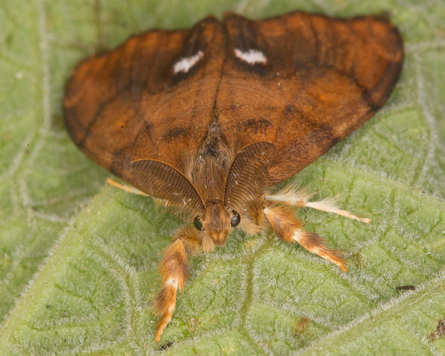 Lille Penselspinder sidder på blad