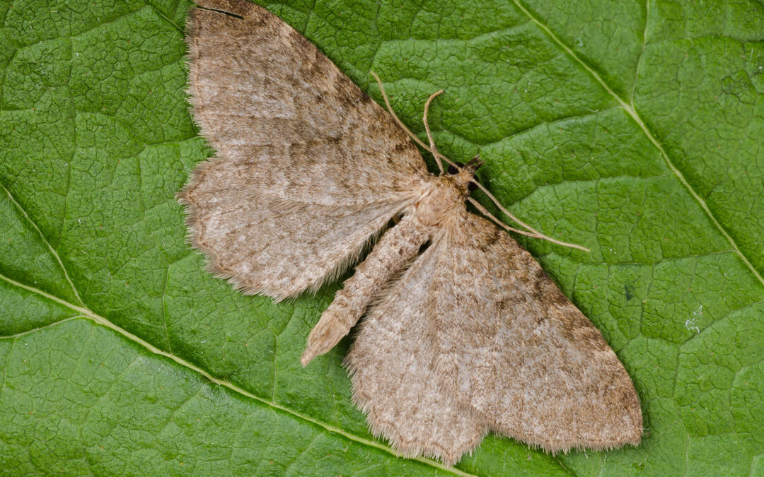 Lille Vrietornmåler Philereme vetulata