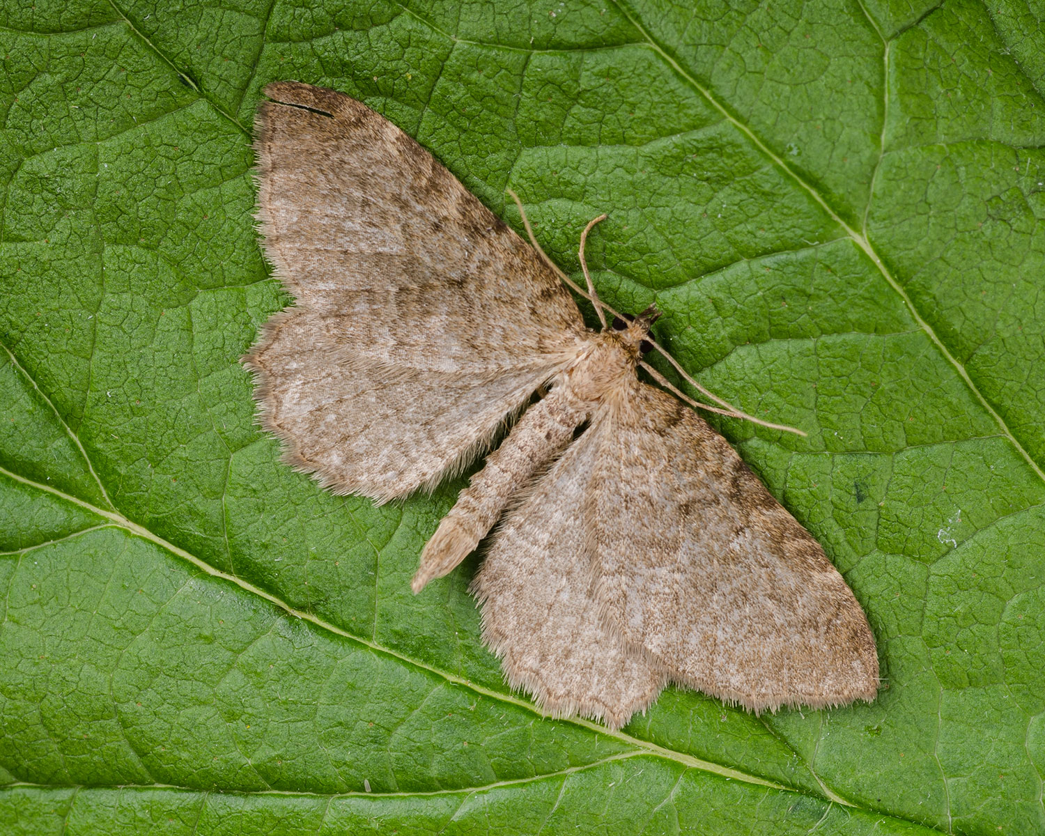 Lille Vrietornmåler sidder på grønt blad, med spredte vinger