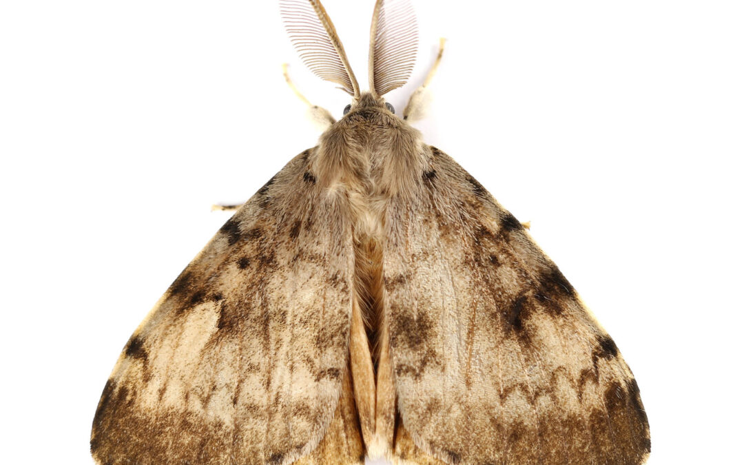 Løvskovsnonne Lymantria dispar