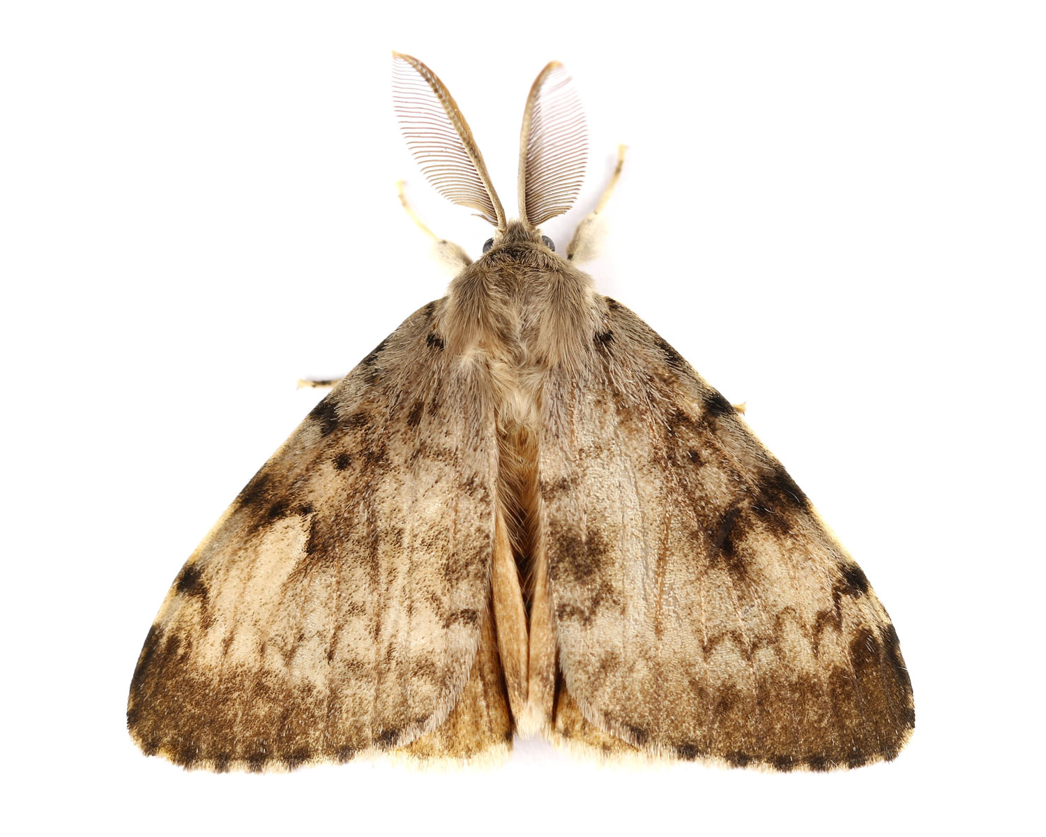 Løvskovsnonne set fra oven