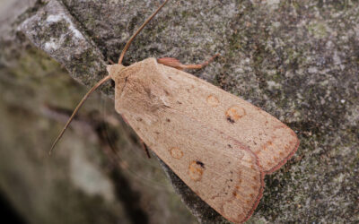 Lyng-Glansugle Xestia castanea