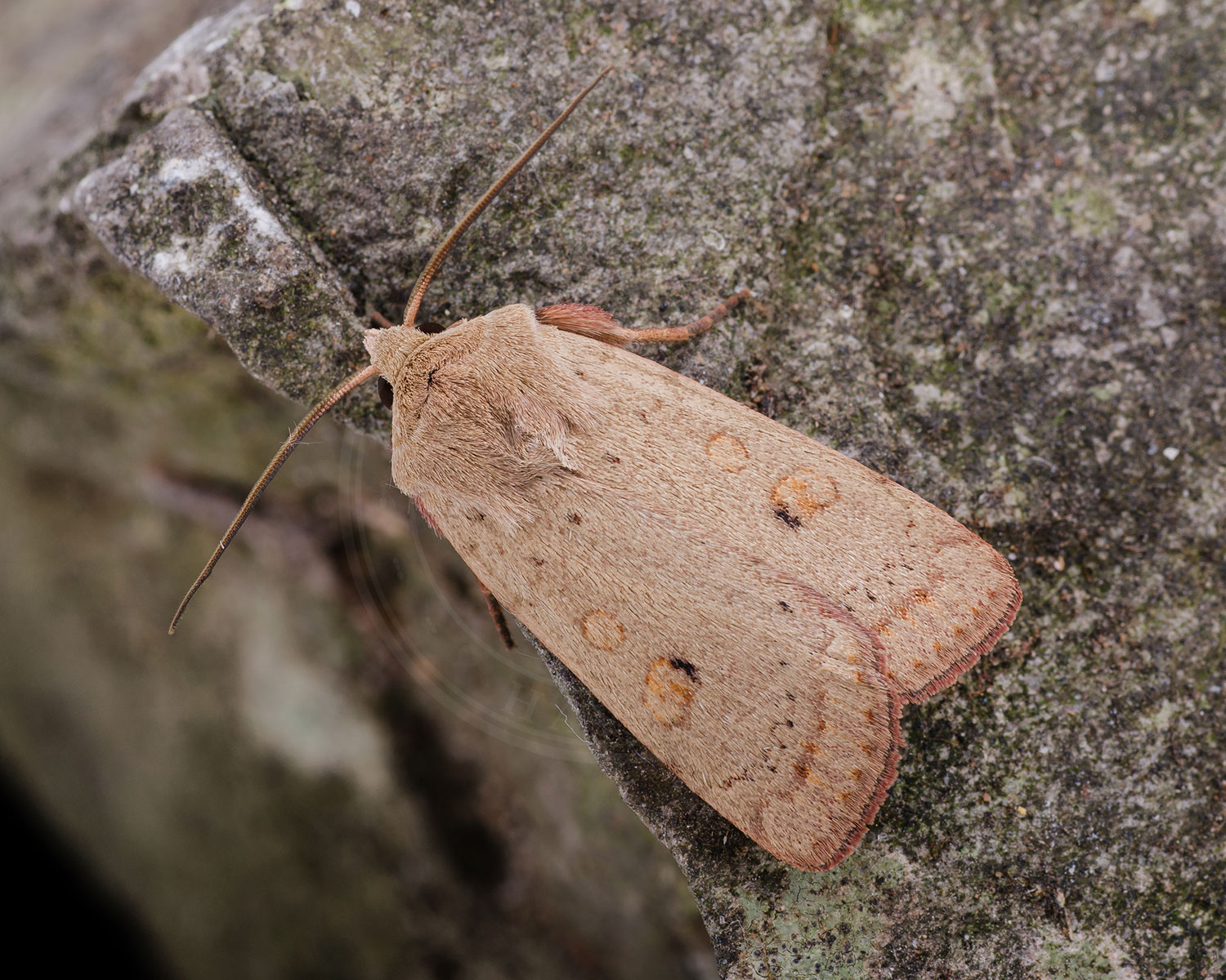 Lyng-Glansugle sidder på tyk stamme