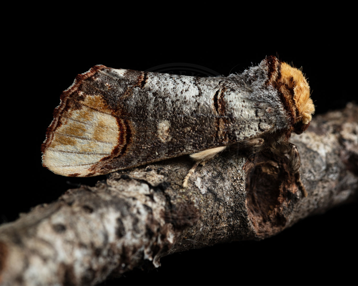 Måneplet sidder på gren med siden til