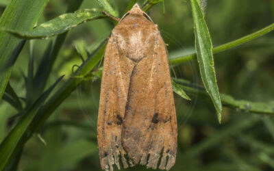 Mager Jordfarveugle Agrochola macilenta