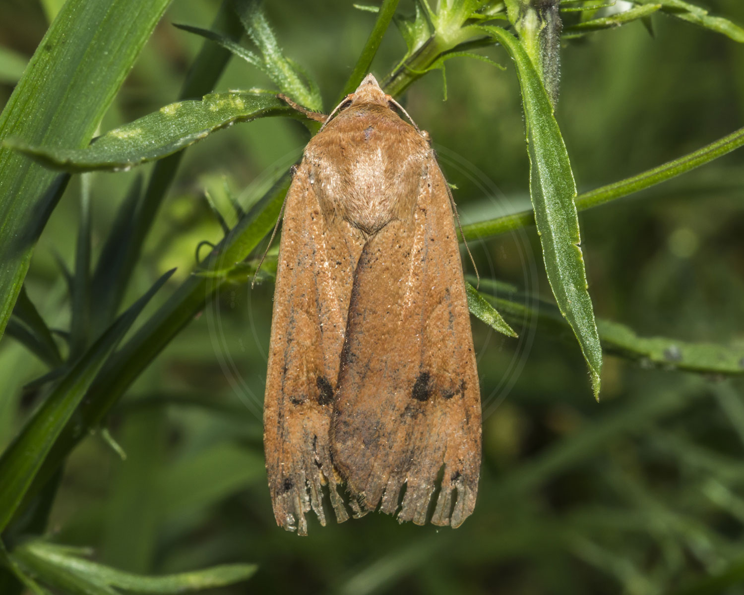 Mager Jordfarveugle sidder på grønne grene
