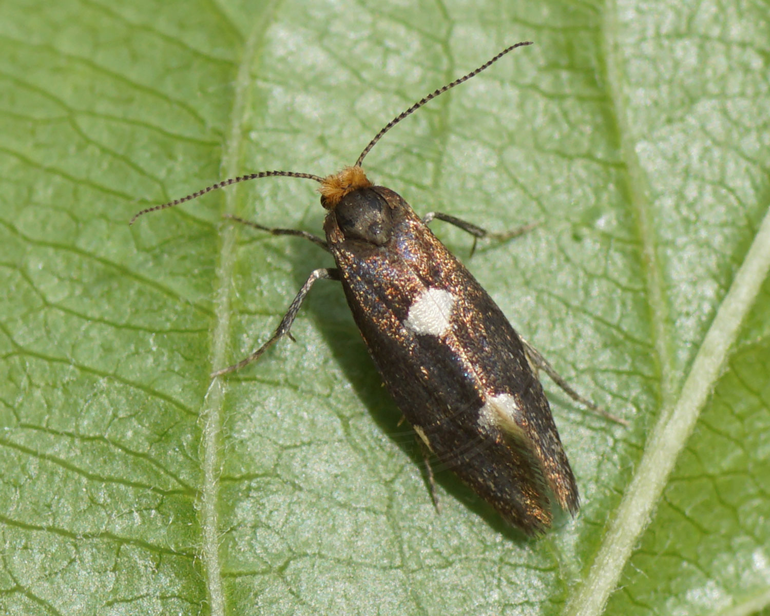 Mørkt Nøjsomt Møl sidder på grønt blad