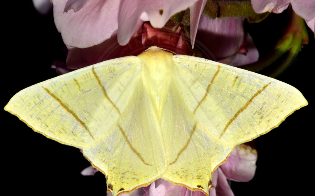 Natsvalehale sidder på lyserøde blomster