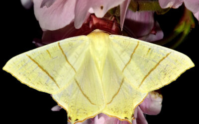 Natsvalehale Ourapteryx sambucaria