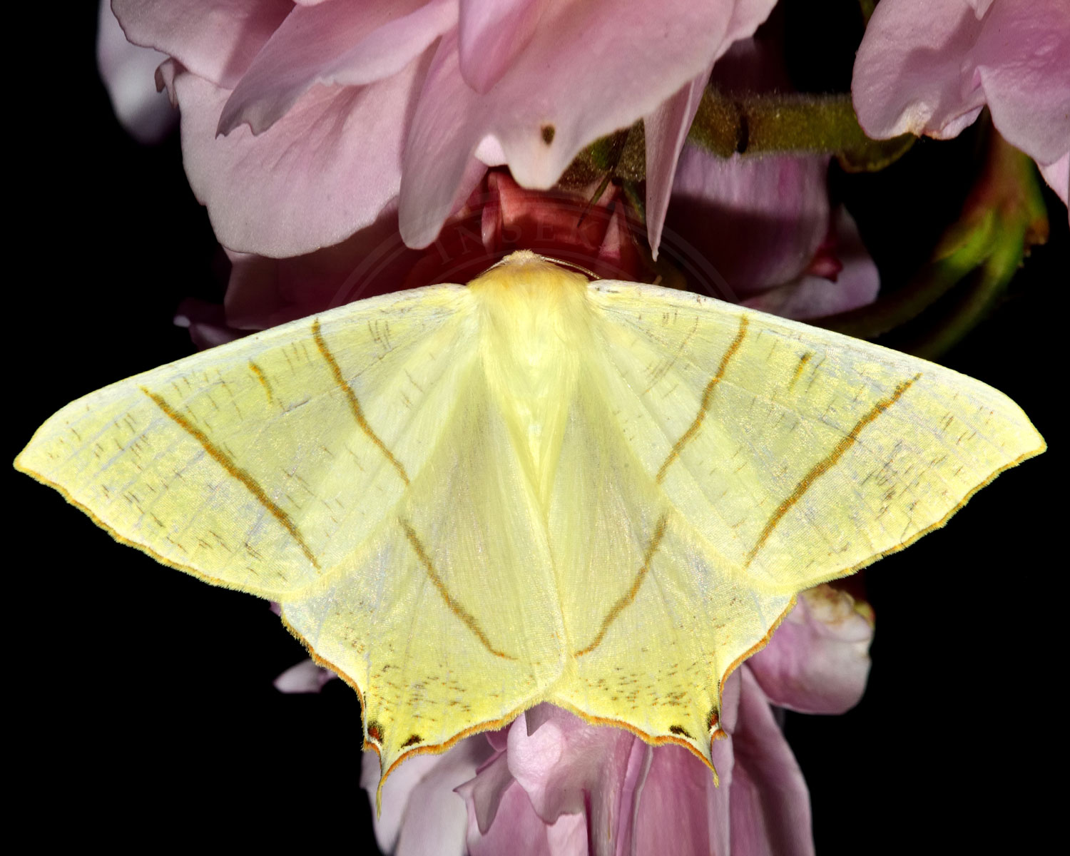 Natsvalehale sidder på lyserøde blomster