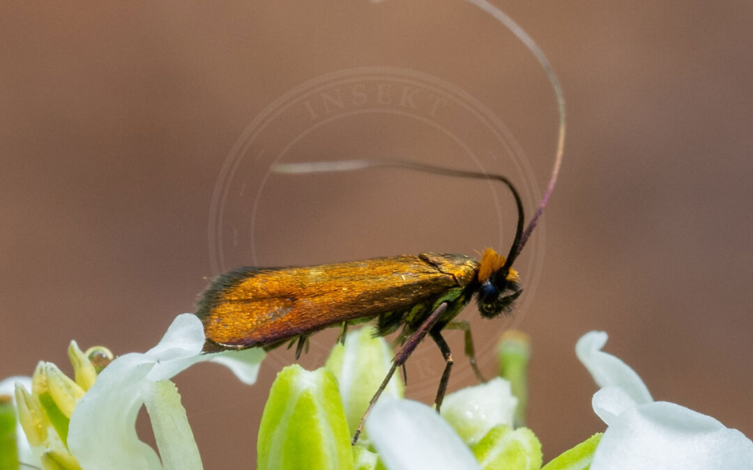 Blåhatlanghornsmøl – Nemophora cupriacella