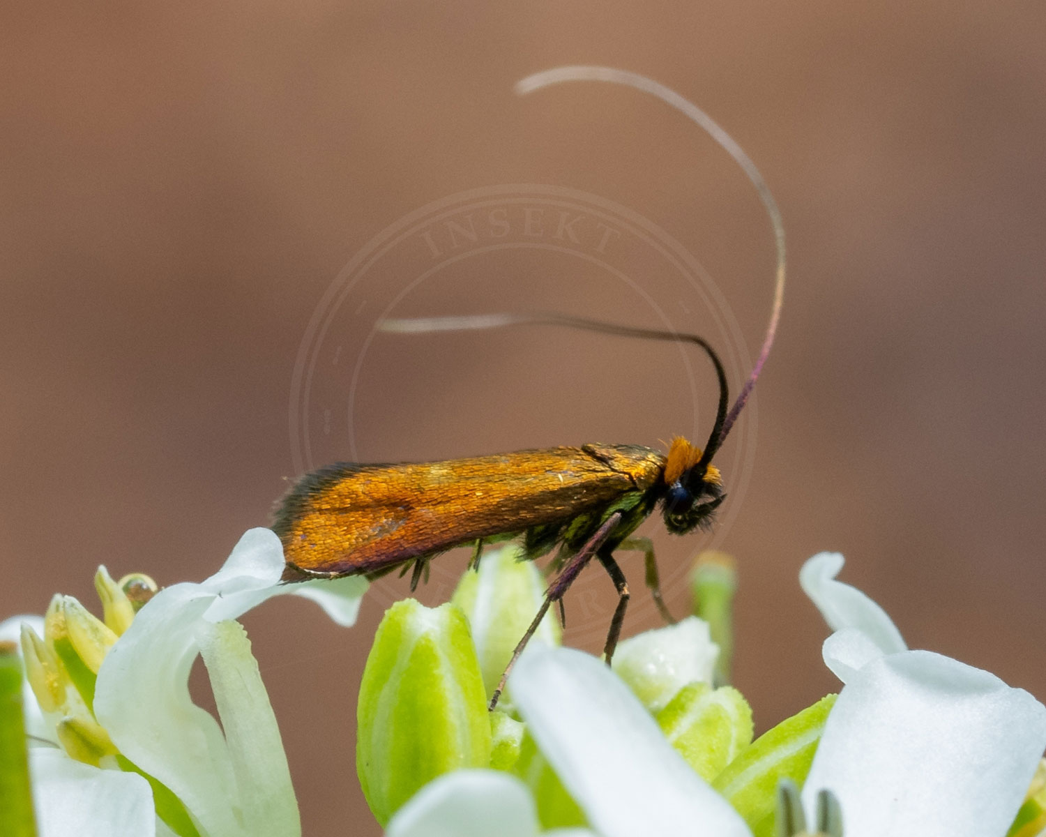 Nemophora cupriacella sidder på hvide blomster, så man kan se de lange flotte horn